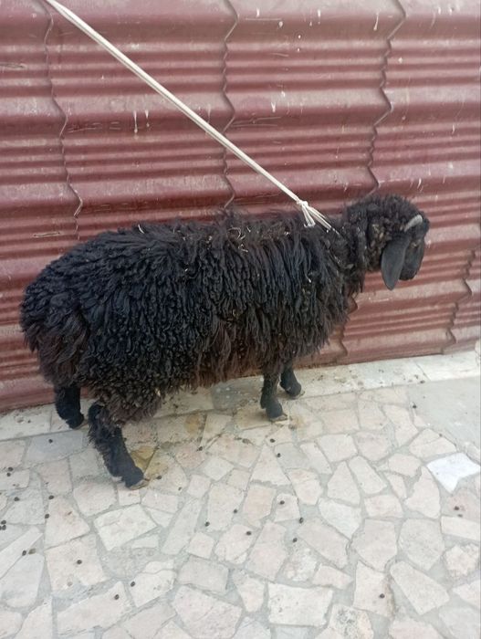 Qoʻchqorcha sotiladi