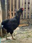 Vând cocos de ameraucana