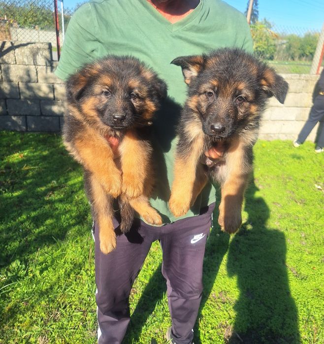 НЕМСКИ ОВЧАРКИ!!!

Кученцата са