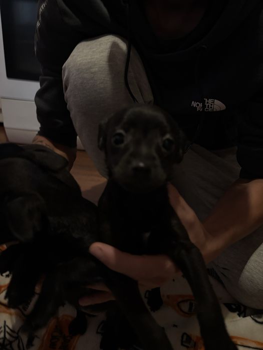 Продавам пинчери