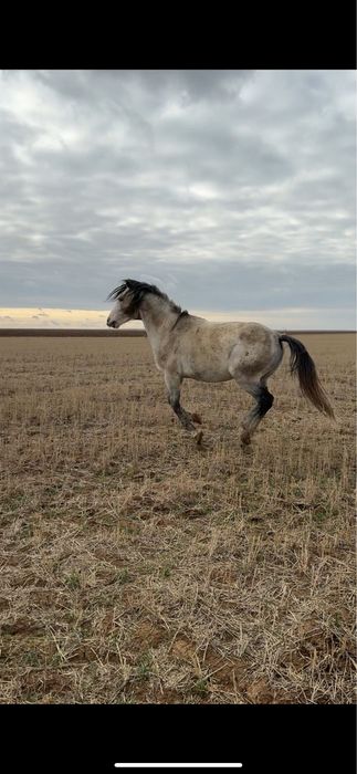 Продам лошадей!!