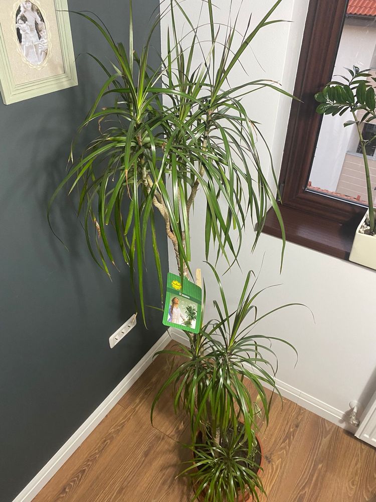 Floare dracaena 1,85 m