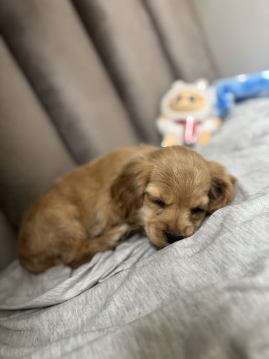 Щенок смесь спаниеля и мальтезе