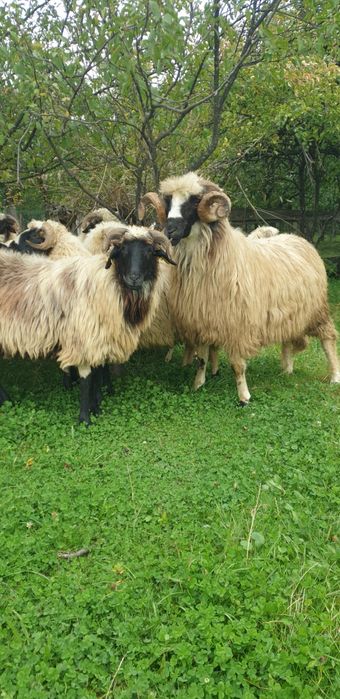 Vand oi breze și un berbec strămior