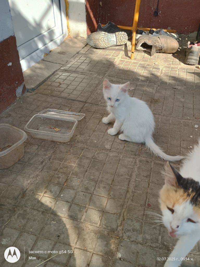 Продавам чисто бяло котенце