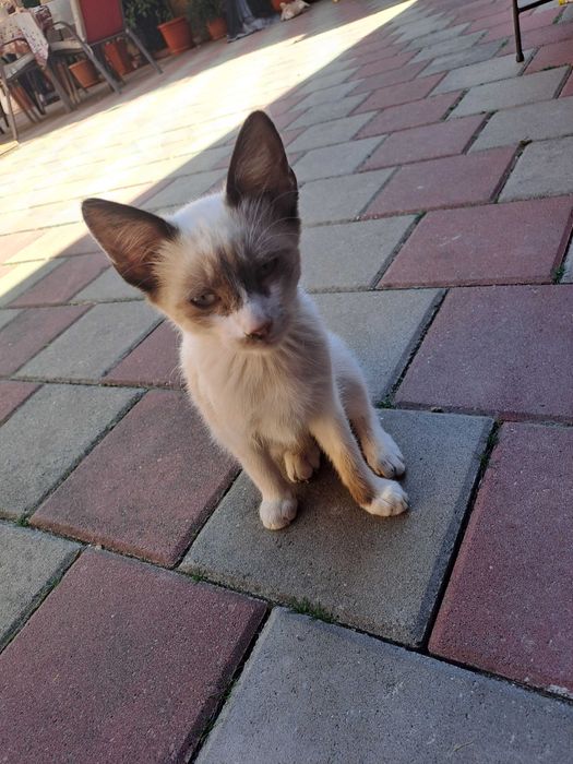 Ofer pentru adopție doua pisici