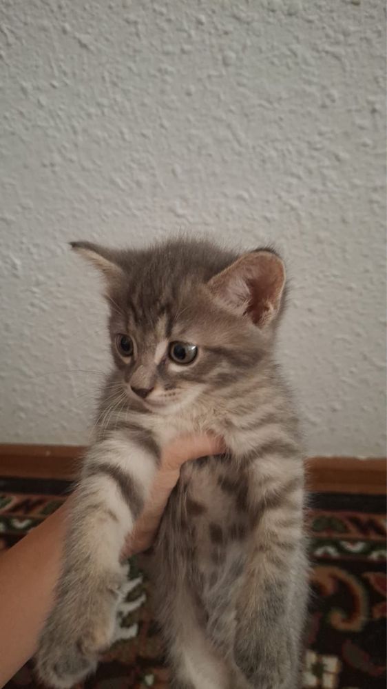 Отдадим в добрые руки