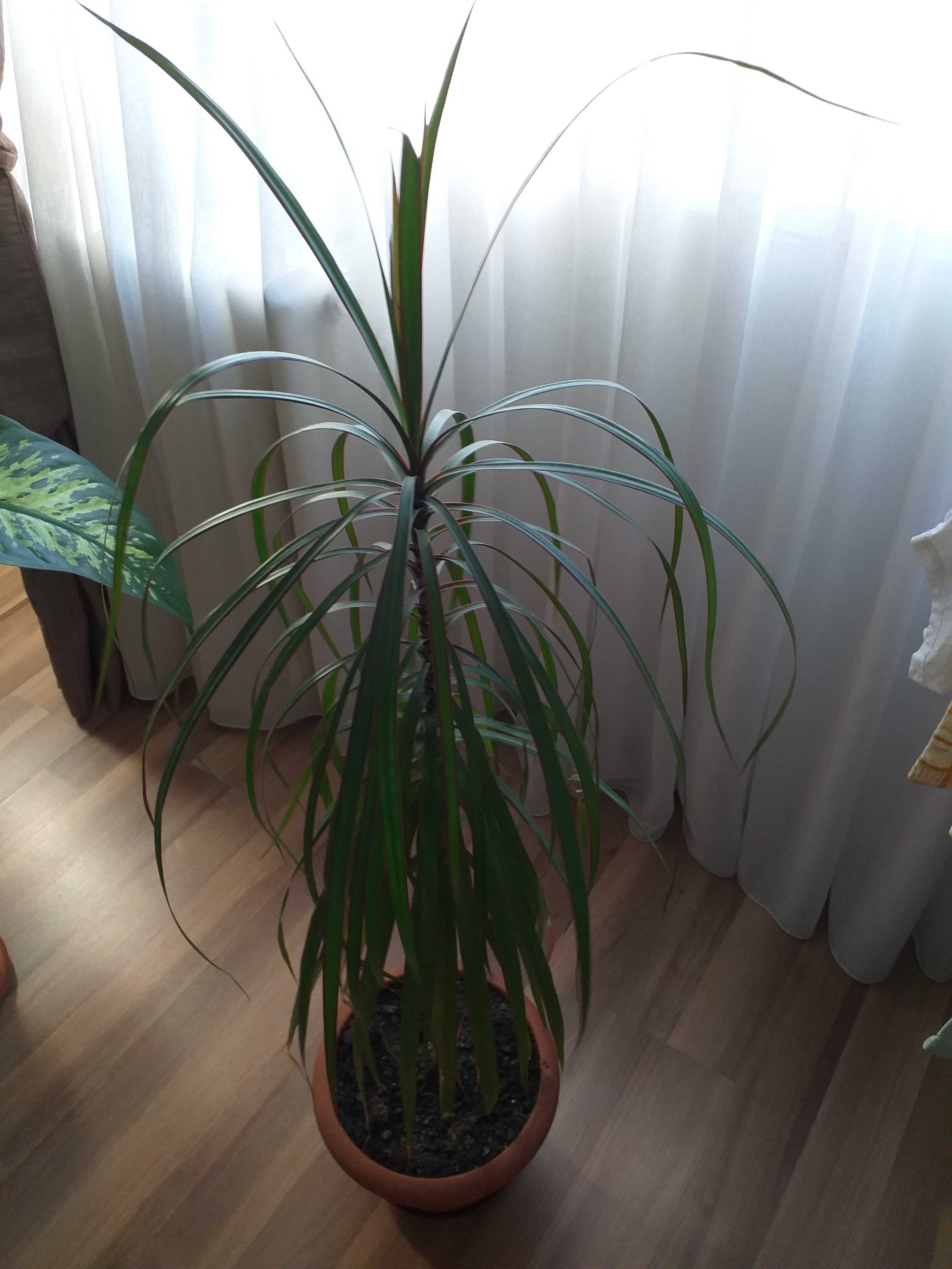 Vand planta in ghiveci Dracena