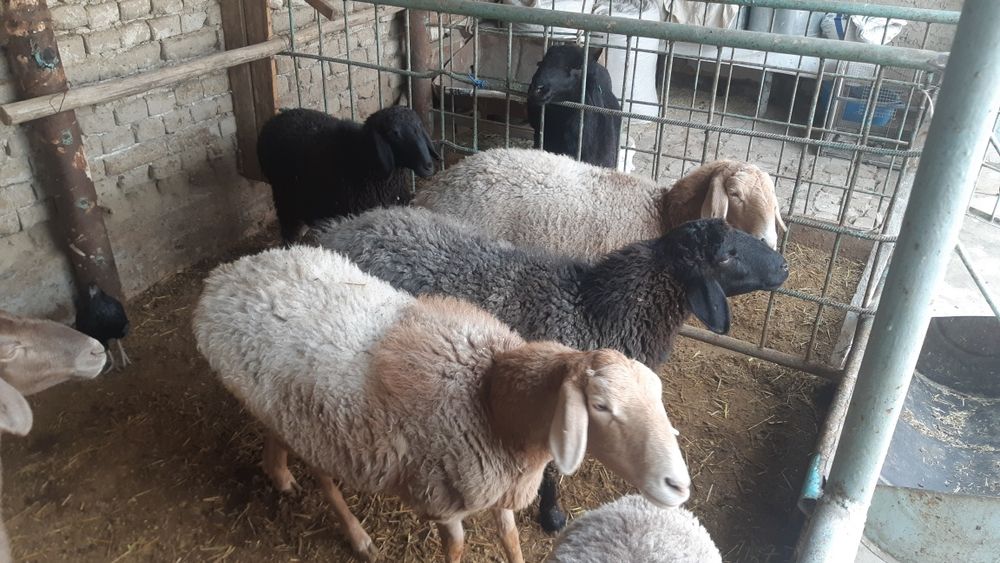 Совлиқ қўйлар сотилади