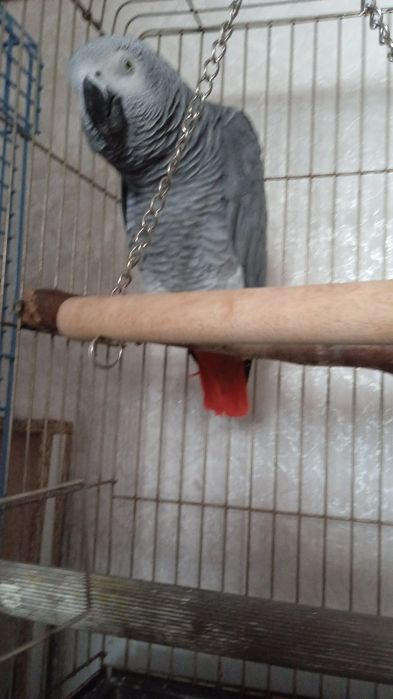 Продам  попугая .Жако