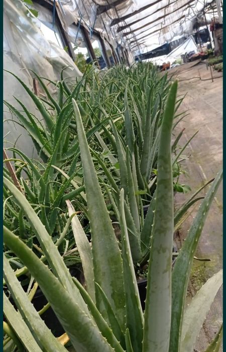Aloe Vera în cantitate mare