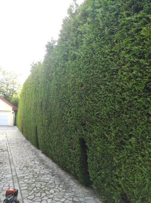 Îngrijire spații verzi,tualetare tui,copaci