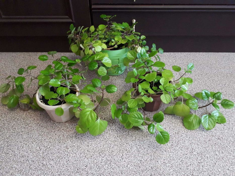 комнатные растения шведский плющ или комнатная мята