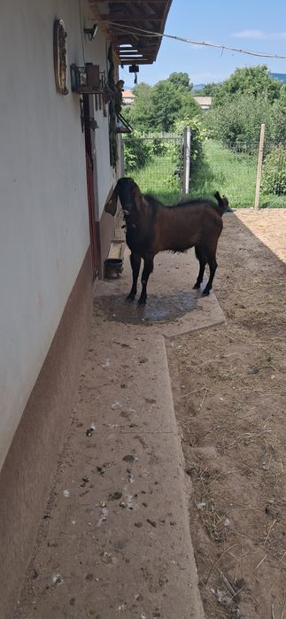 Tap Angolo Nubian
