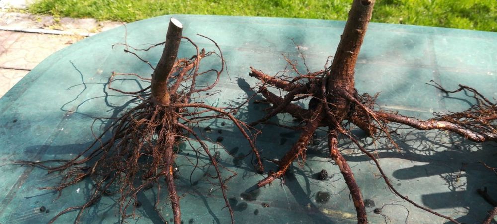 Nuci Chandler Prun.Aluni Nuci.Meri.Ciresi.Paulownia.Aronia.Tei Mur.Soc