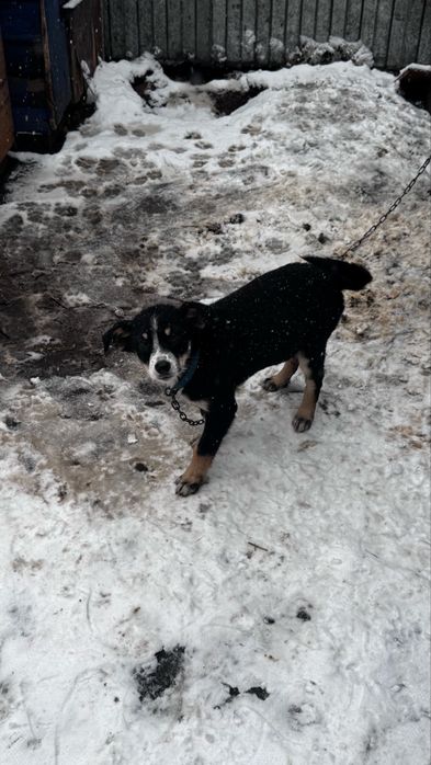 Отдам собачку в добрые руки