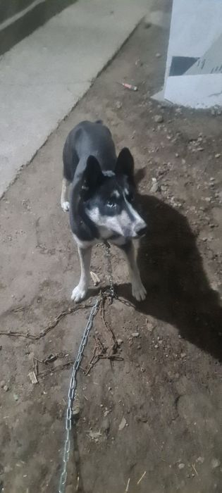 Срочно продам хаски собаку