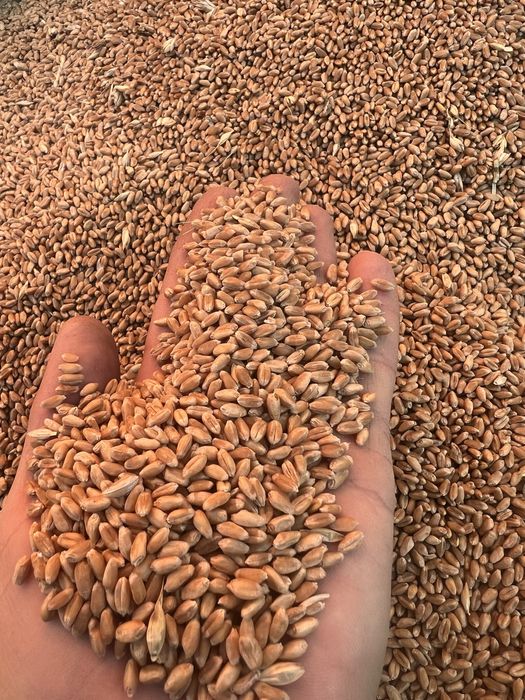 Porumb Boabe Grau Mazare Orz Ovaz Tarata de grau