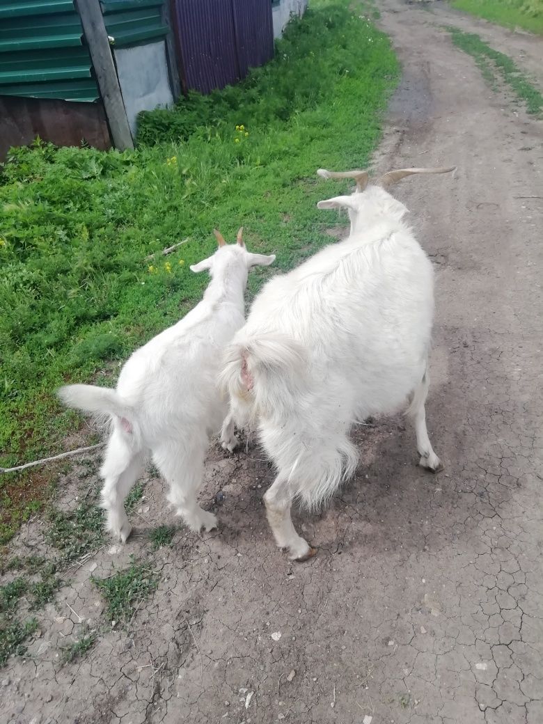 Продам козу и козочку не дорого