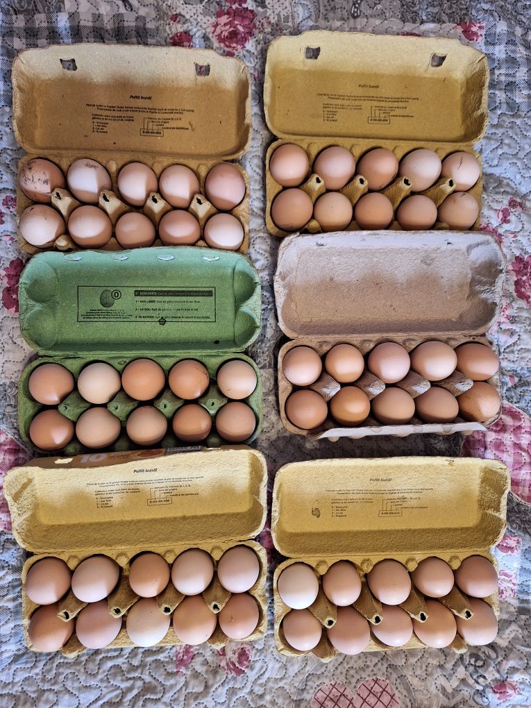 Oua de gaina proaspete pt consum sau incubat rasa australorp