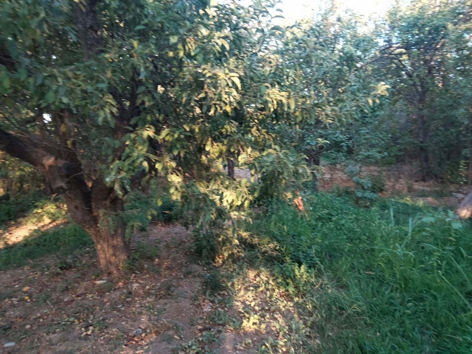 Продам дачу Карамурт
