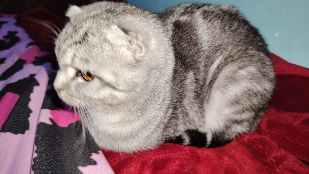 Отдам кошку в хорошие руки