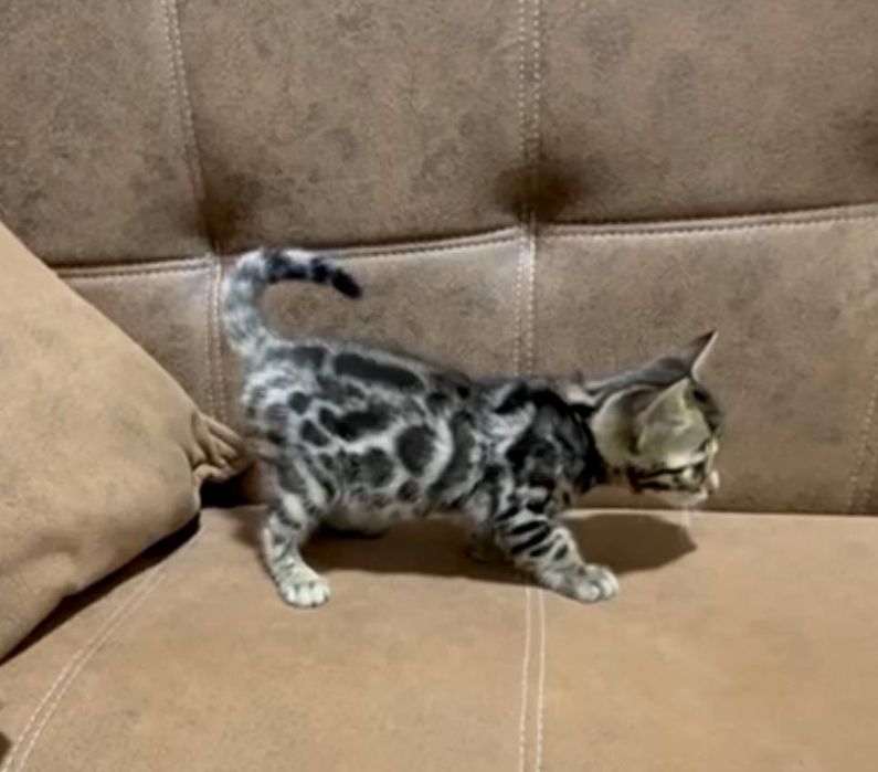 Bengal mushukchalar