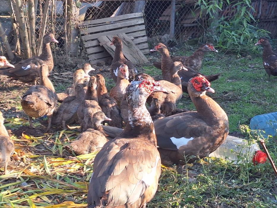 Vând rațe leșești mute