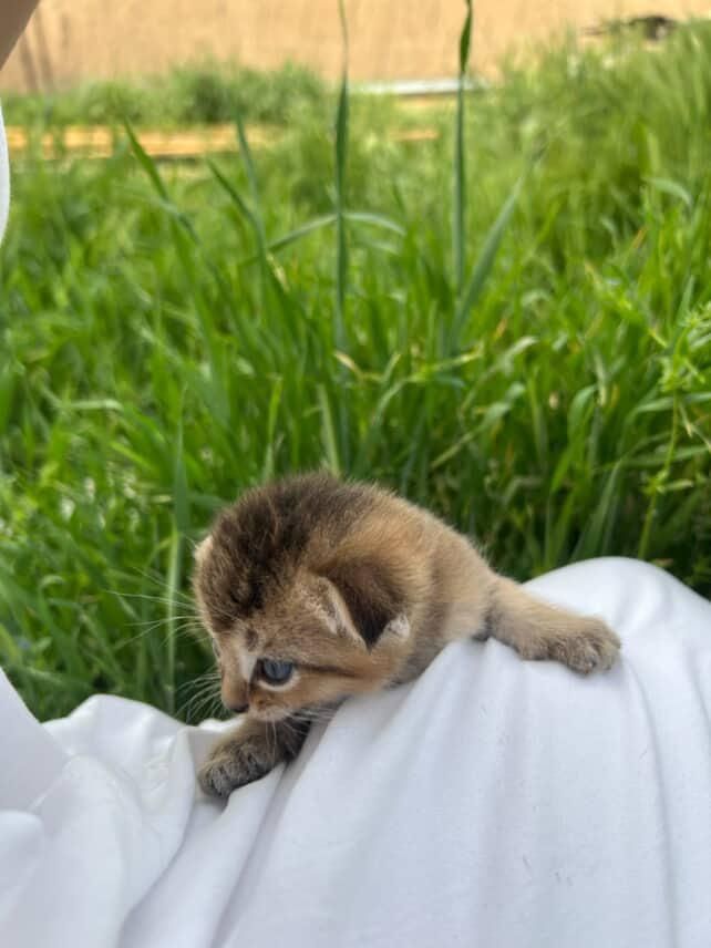 Животные котята с