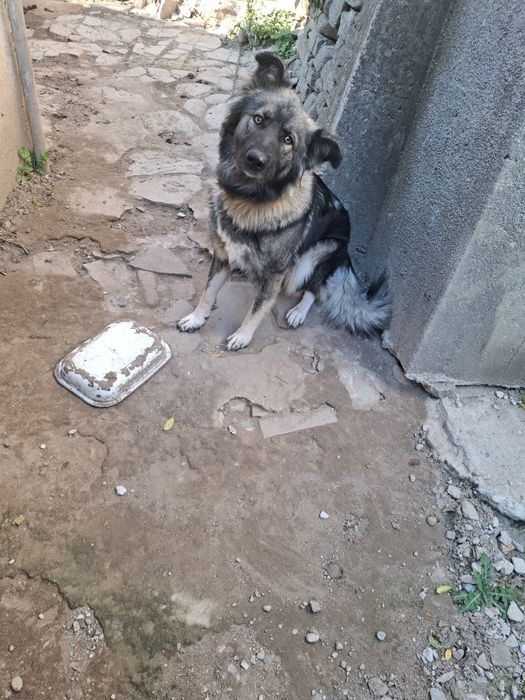 Подарявам  куче.