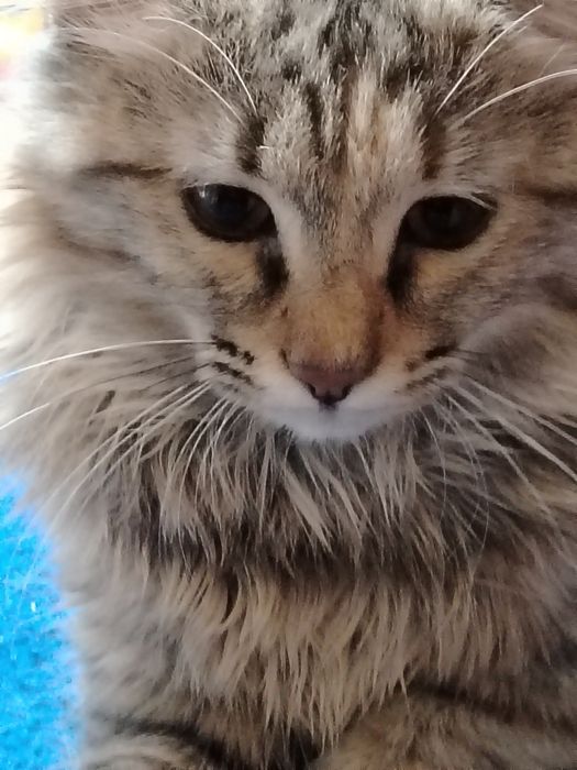 Катенька мейн_кин