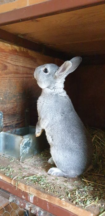 Vand iepuri rex pitic chinchilla