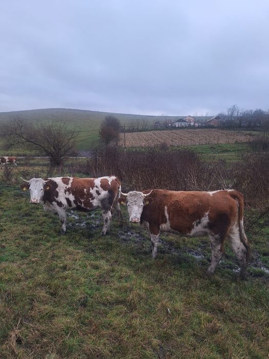 De vânzare două juninci gestante!