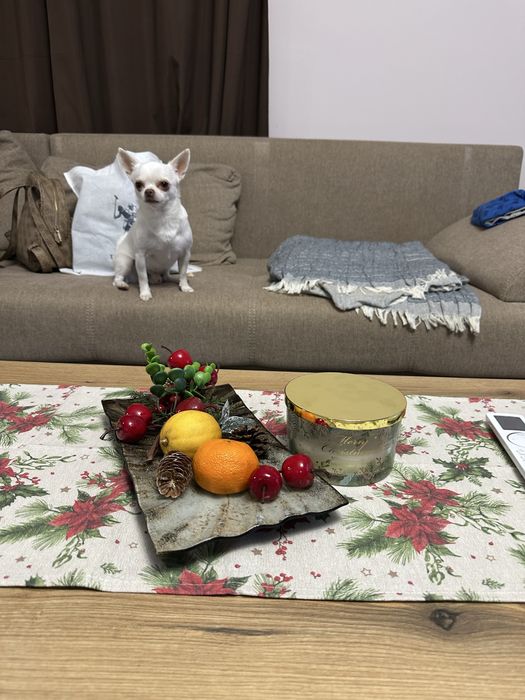 Свободни поводи от закрит зоомагазин