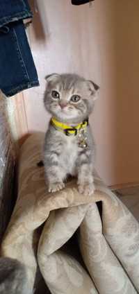 Продаётся котенок девочка -порода шотландская скоттиш-фолд