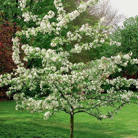Pomi Ornamentali  cercis Cana densis  shirobana