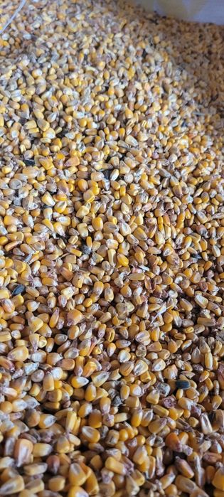 Porumb boabe de vanzare