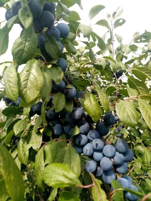 Срочно продам дачу .