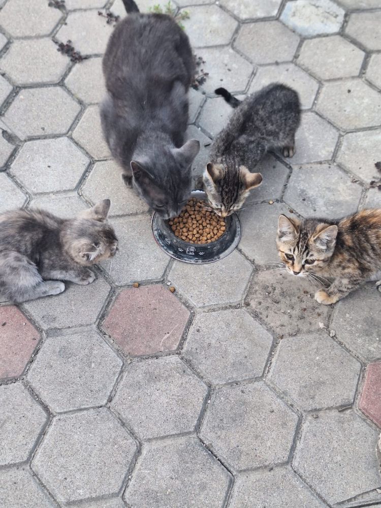 Отдам котят даром