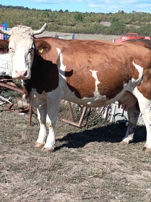 Vand vaca bălțată românească