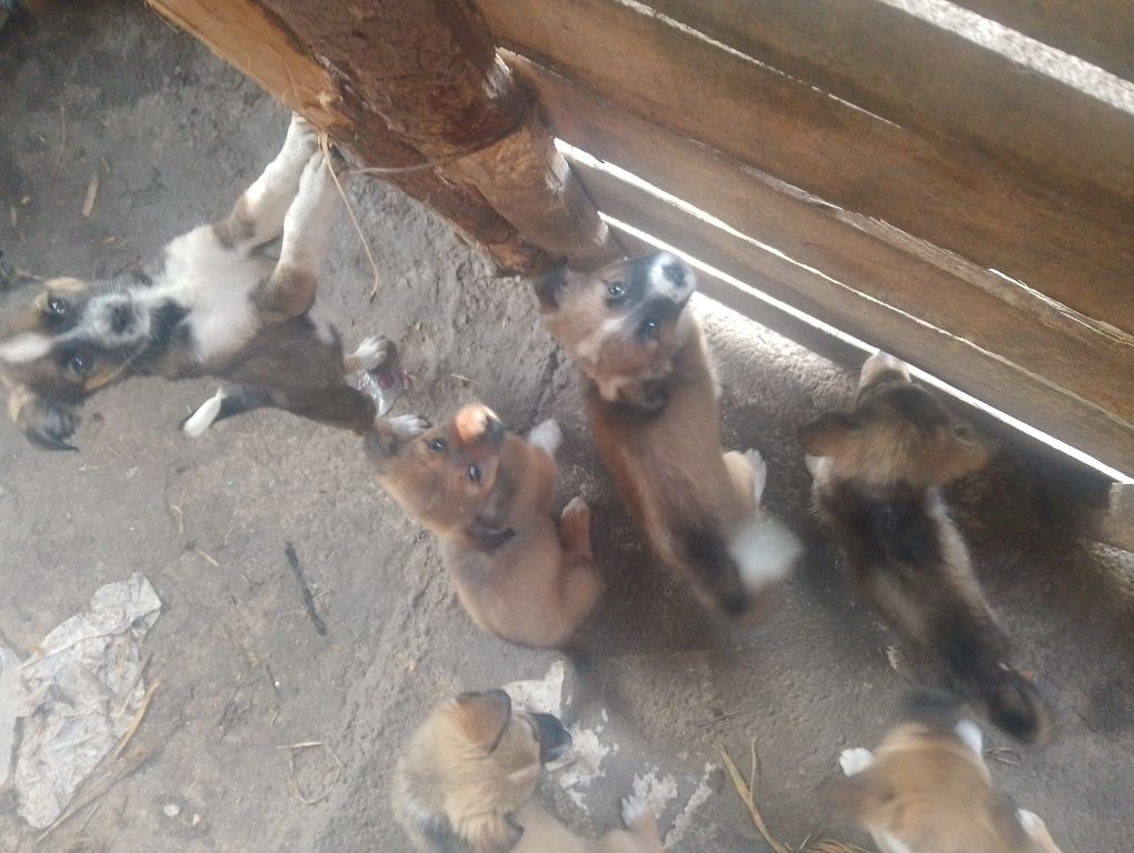 Dau la adopție 6 câini mici și jucăuși