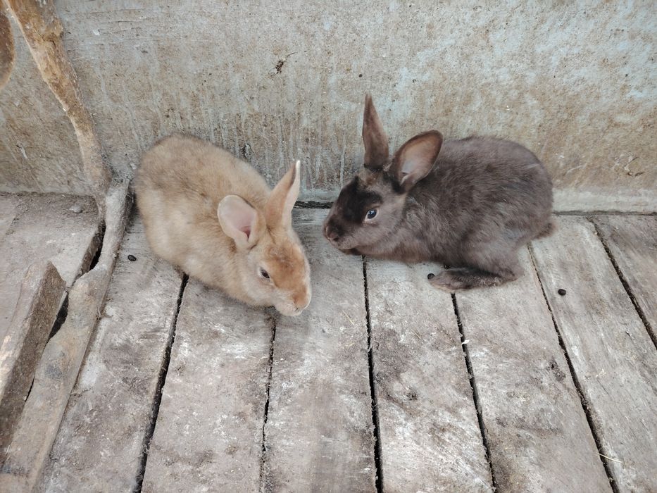 Quyonlar sotiladi 3.5 oylik