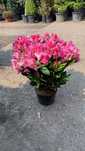 Vand rhododendron , azalee, bujori de munte