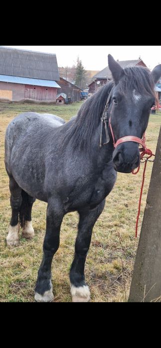 Vând mânză de 2 ani