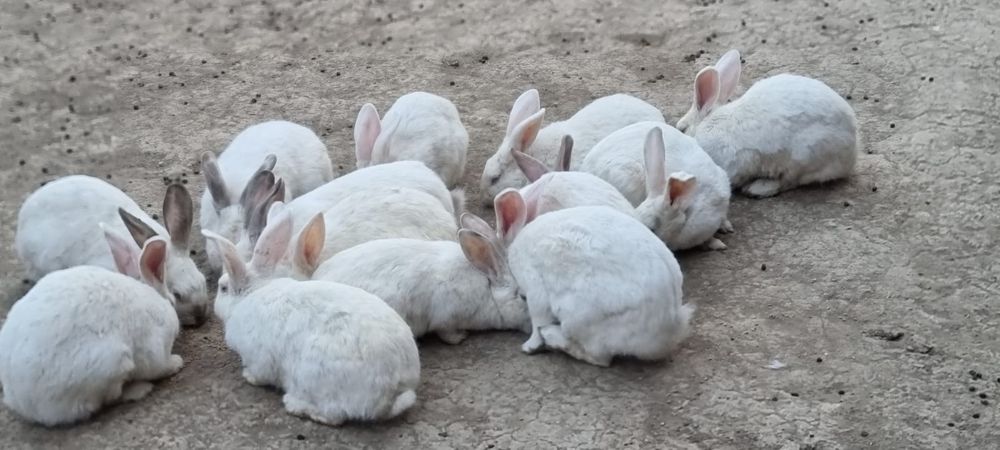 Продаются  кролики