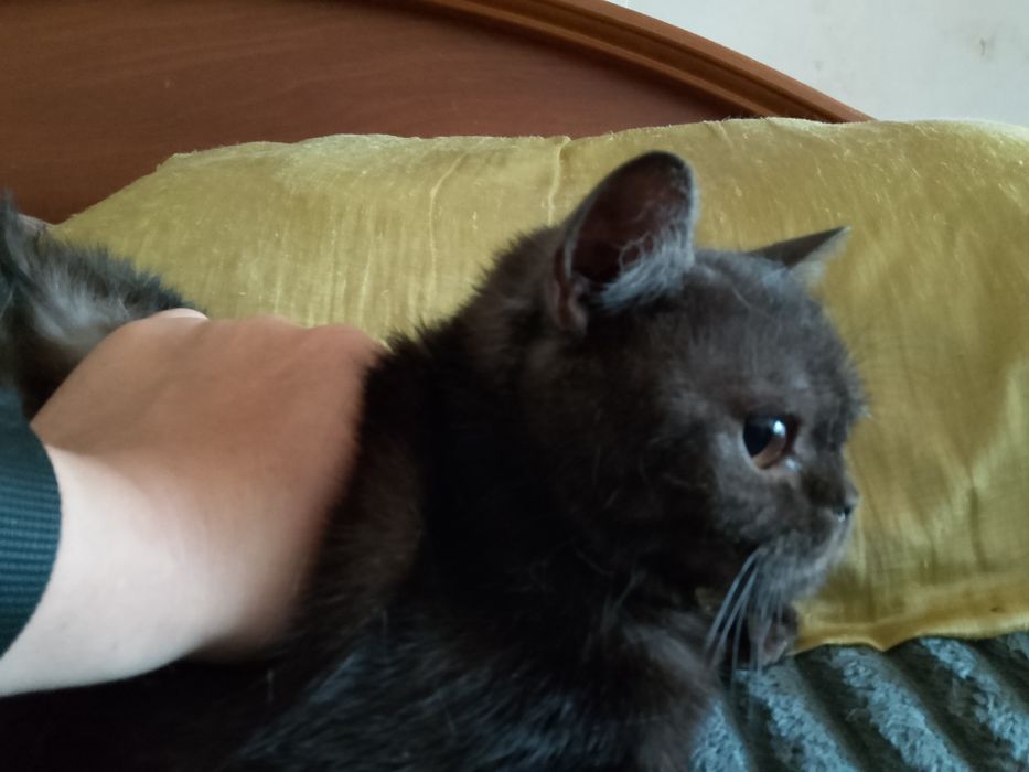 Срочно отдам.кошечку британку