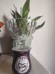 Vand Cupe inghetata