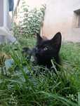 Donez pisic negru tigrat