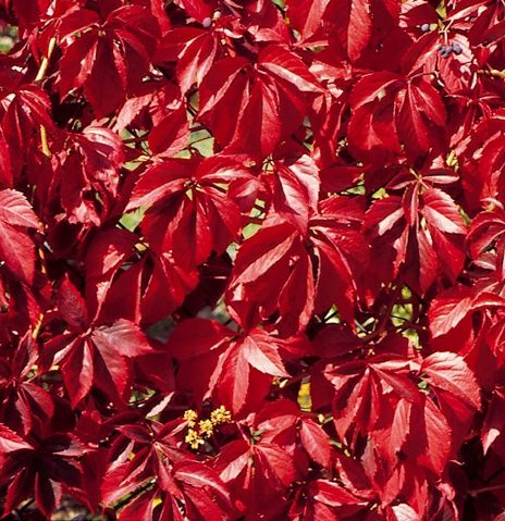 Vita de Vie Canadiană Rosie