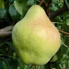 Pomi fructiferi clasici peri